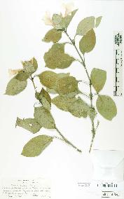 spécimen de Barleria sacleuxii